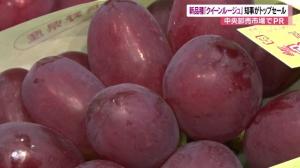 シャインマスカットより甘い！？ 新品種「クイーンルージュ」 知事とJA