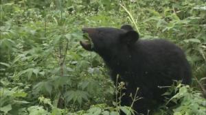 クマに襲われる 74歳男性が顔面、太ももにけが 農道を散歩中、茂みから