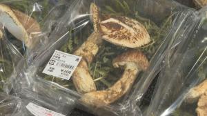 ⑬南信州豊丘産 松茸 ⑤南信州豊丘産 松茸317g - 食品|野菜 ⑬南信州豊丘産 松茸 ⑤南信州豊丘産 松茸317g - 食品|野菜