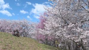 蝦夷山桜2本1.2メートルと９０白樺2本９０センチ40センチ クロビイタヤ1本 ts-image.jpg