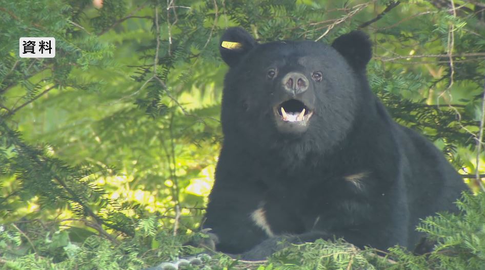 クマが「高級ブドウ」食べ荒らす ナガノパープル、シャインマスカットなど被害 生産者「毎日クマが出て、ただごとではない」
