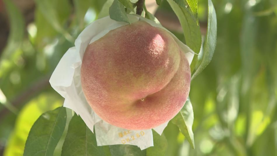 甘ーい旬の味「川中島白桃」出荷が本格化 県内のほか関東や関西、海外へ 長野県長野市