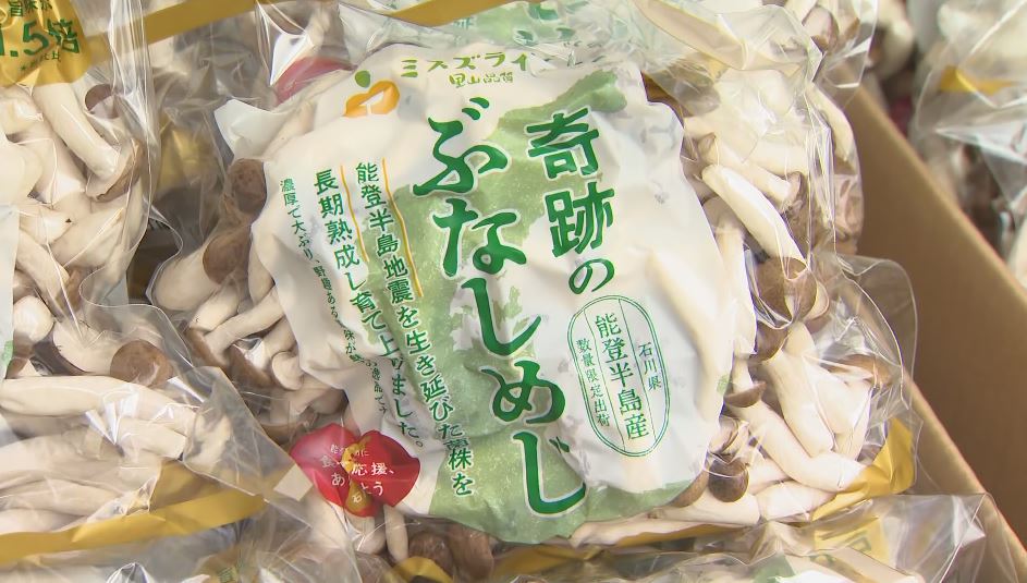 「奇跡のぶなしめじ」大阪・関西万博に出展 能登半島地震で工場が被災…生き残った「菌糸」で培養 復興の歩み紹介