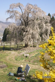 水中のしだれ桜.JPG