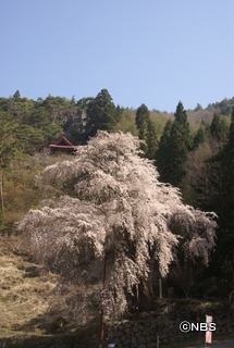 赤和観音のしだれ桜.JPG