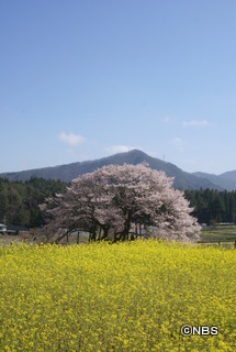 黒部のエドヒガン桜.JPG