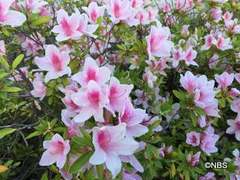 IMG_8153.JPG