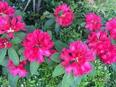 IMG_8154.JPG