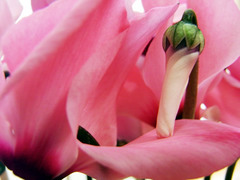 篝火花