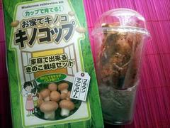 キノコップ