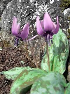 カタクリの花
