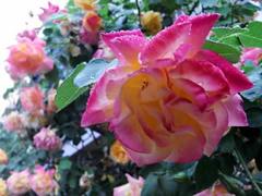 薔薇