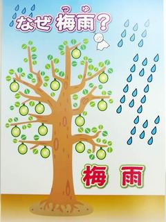 梅雨2