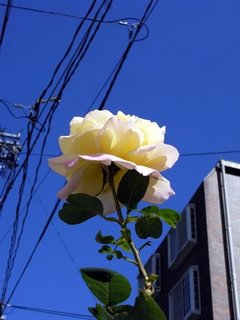 秋のバラ