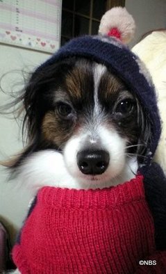 犬