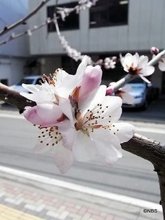 20110404_13.jpg