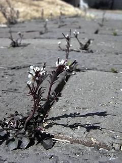 名も知らぬ花が.......