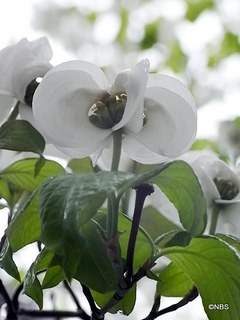 花ミズキ
