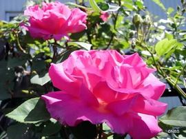 20110520_2.jpg