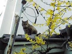 屋根の上に登場
