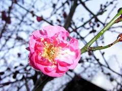 もう春かな？