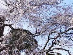 なびく春の髪のような