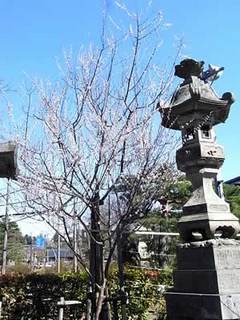 桜もいよいよ☆