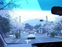 桜並木