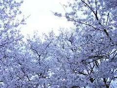 桜の海に飛び込んでみたい