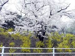 春の協奏曲♪