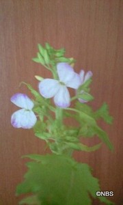 o0419_1.jpg