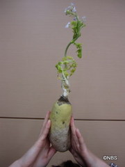 o0419_3.JPG