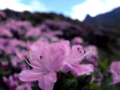 oh05011.jpg