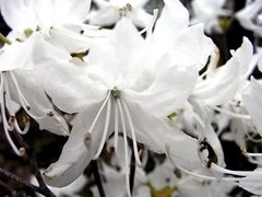 oh05015.jpg
