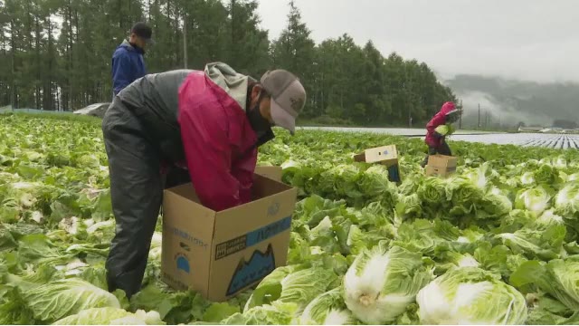 恵みの雨に野菜農家ほっと…「一度、枯れそうになった」 暑さも和らぎ