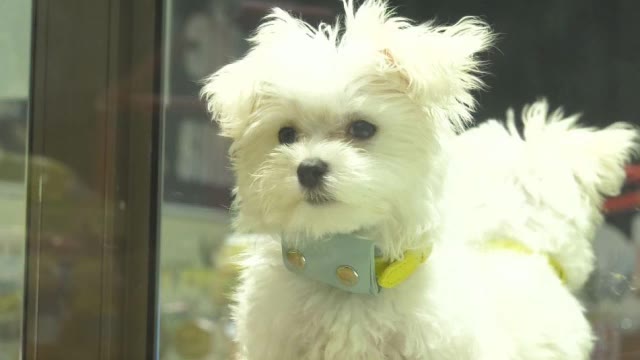 犬猫の マイクロチップ 義務化から1カ月の現状 課題は 一般への普及 長野発 長野県内のニュース Nbs 長野放送