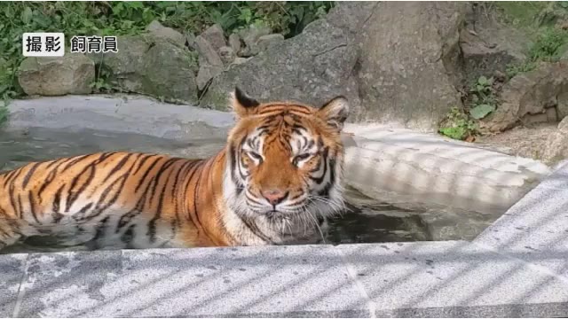 属差