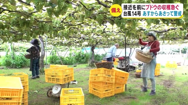 台風14号接近で… ブドウ農家収穫急ぐ「落とされる前に少しでも多く