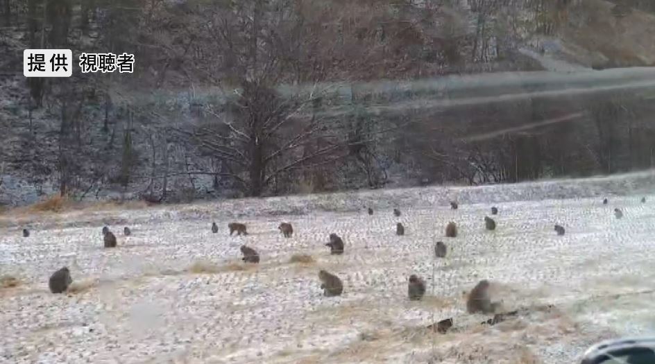 水田に50匹以上のサル…出没相次ぎ住民困惑 「毎日出る。多い時は100匹