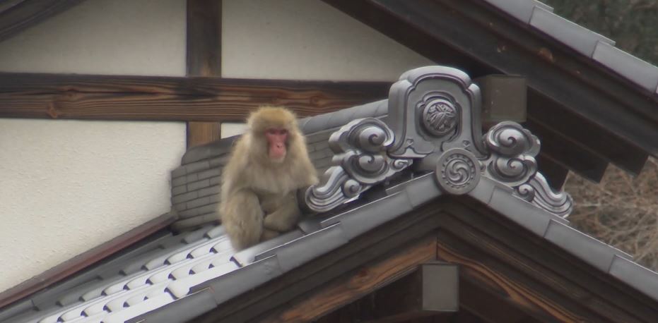 水田に50匹以上のサル…出没相次ぎ住民困惑 「毎日出る。多い時は100匹