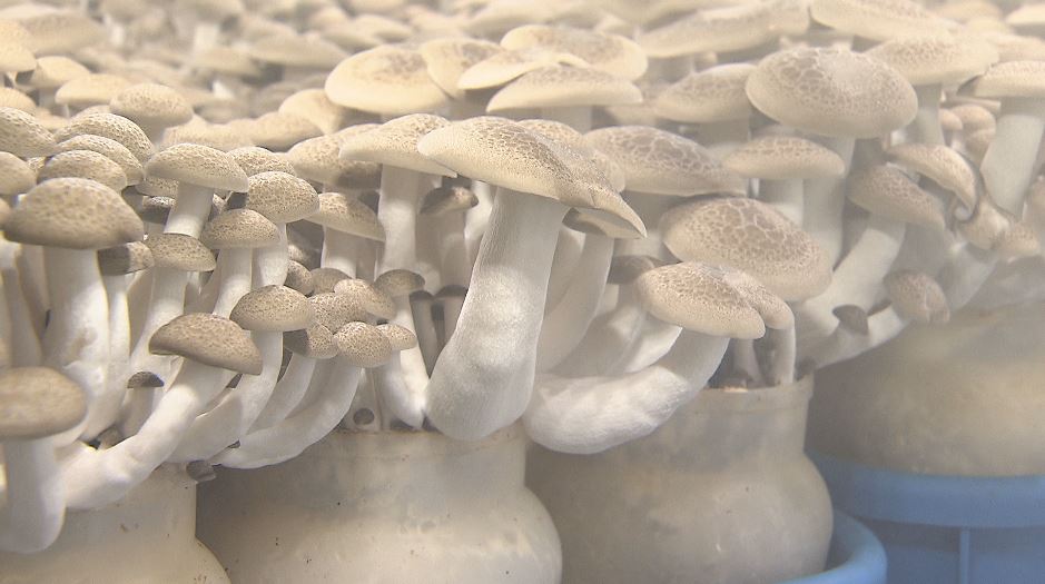 能登半島地震を生き延びた「奇跡のぶなしめじ」販売へ 石川・穴水町の