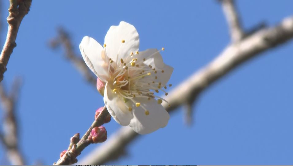 梅の開花宣言 長野県天龍村 | 長野県内のニュース | NBS 長野放送
