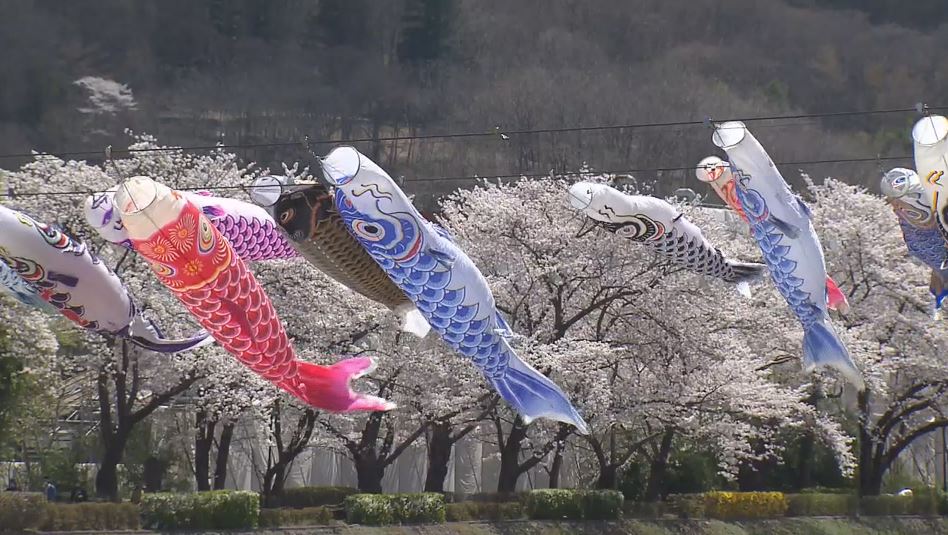 満開の「桜」と「こいのぼり」共演 長野県上田市 | 長野県内のニュース