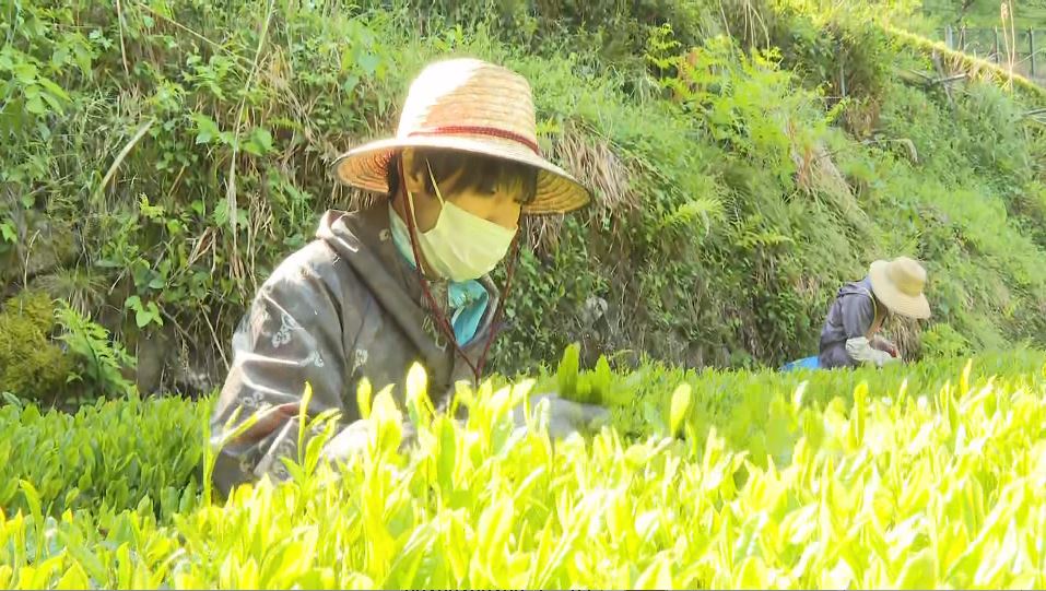 「おいしいお茶ができると思う」　一番茶の摘み取り始まる　瑞々しい若緑色の葉　長野・天龍村