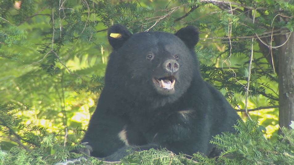 クマに襲われる　有害鳥獣駆除の下見中に…公務員の32歳男性が負傷　1人でわなをかける場所を確認中　体長約1.5mの成獣か　警察などが付近を警戒