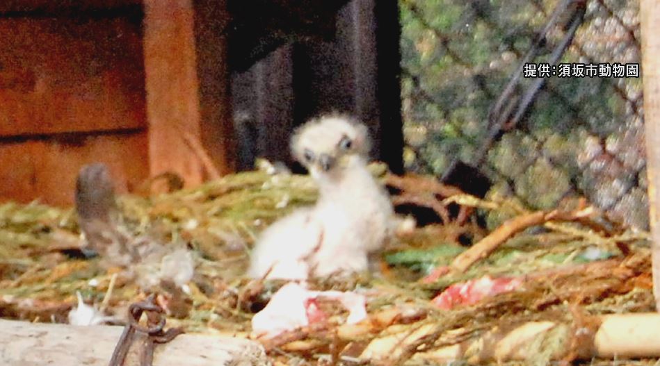 7年越しの悲願！国の天然記念物「二ホンイヌワシ」ヒナ誕生　夫婦で子育てに奮闘中　飼育員「静かに見守って」