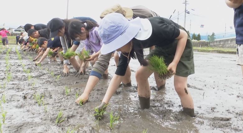 「土が冷たくて楽しい」　親子田植え体験で裸足で田んぼに　コシヒカリを丁寧に植える　秋には稲刈りも