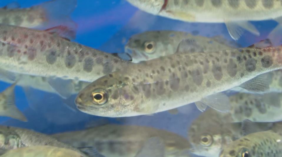 信州サーモンの稚魚を初出荷　「おいしい商品を目指す」過去最高の約45万尾を出荷の見込み　ニジマスとブラウントラウトの掛け合わせ　長野・安曇野市