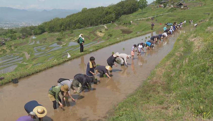 「日本の棚田百選」で「お田植え祭り」　200人余りが参加　コメの価格高騰もあり参加者は「お米が高いので今日植えたのが必ず来るのは安心」