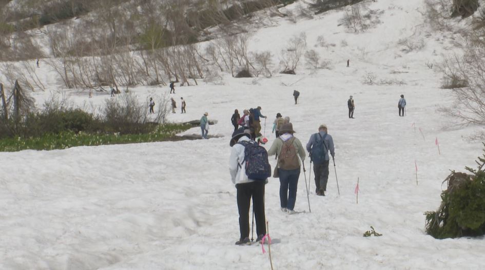 「この雪にはびっくり」一面の雪原！雪解け水に咲くミズバショウ　標高1900ｍの栂池自然園
